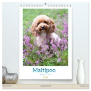 Cover-Bild zum Titel 'Maltipoo - Malteser - Pudel 2026 (hochwertiger Premium Wandkalender 2026 DIN A2 hoch), Kunstdruck in Hochglanz' von 'Heidi Bollich'