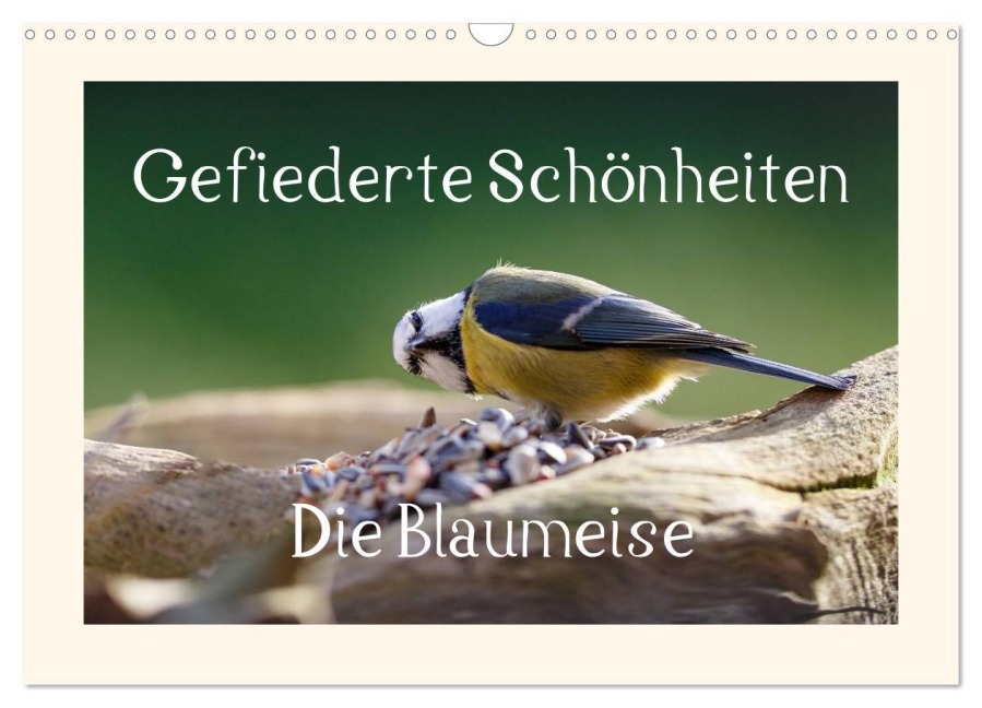 Gefiederte Schönheiten - Die Blaumeise (Wandkalender 2025 DIN A3 quer), CALVENDO Monatskalender - Rolf Pötsch