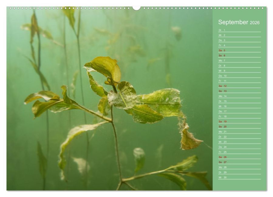 InsideView 13