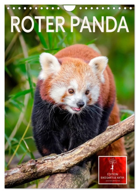 Roter Panda (Wandkalender 2027 DIN A4 hoch), CALVENDO Monatskalender - Peter Roder