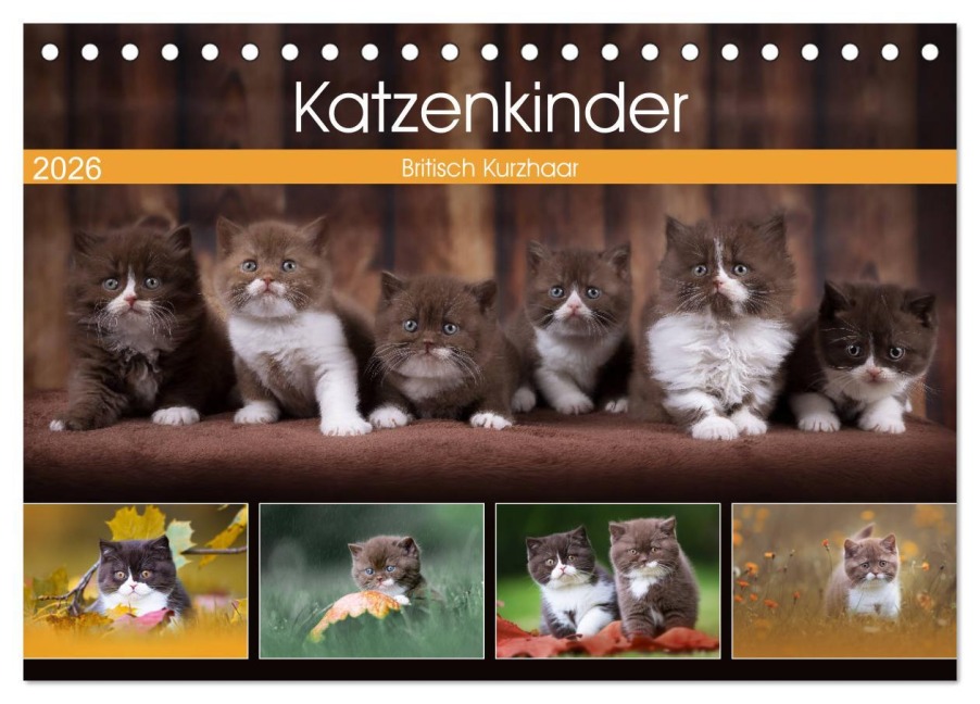 Katzenkinder - Britisch Kurzhaar (Tischkalender 2026 DIN A5 quer), CALVENDO Monatskalender - Wabi Sabi Fotografie by Janina Bürger