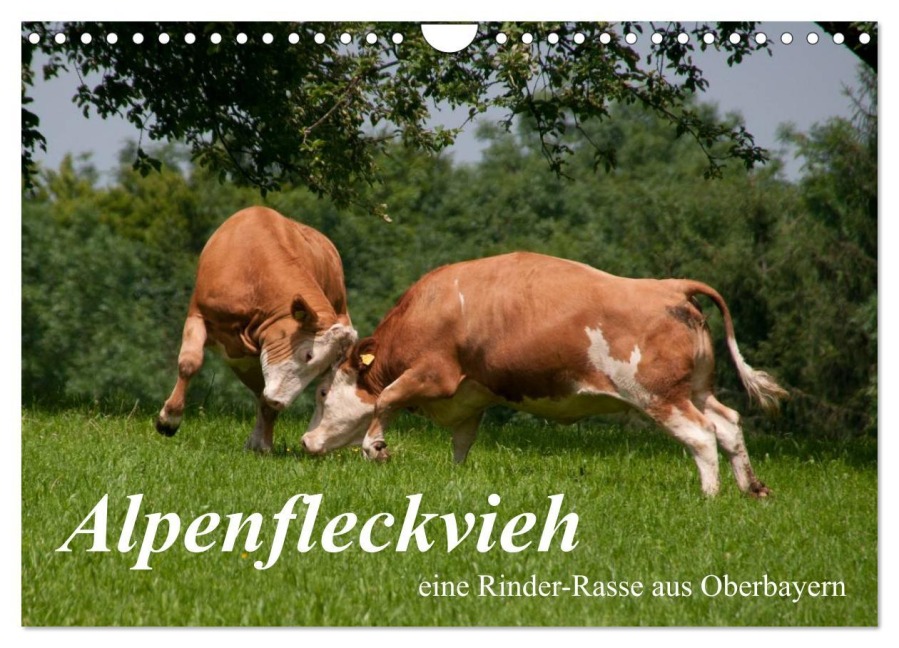 Alpenfleckvieh (Wandkalender 2026 DIN A4 quer), CALVENDO Monatskalender - Karolina Gasteiger