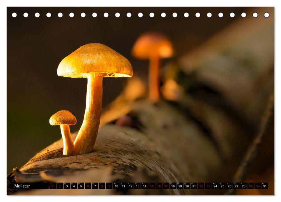 InsideView 10