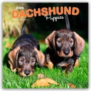 Dachshund Puppies - Dackel Welpen 2026 - 16-Monatskalender - Browntrout Publishers