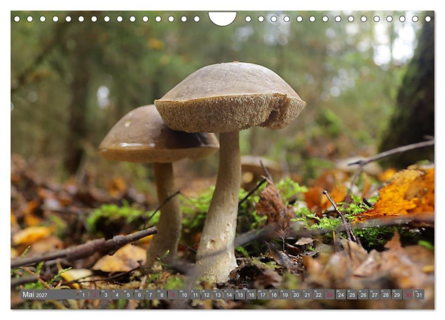 InsideView 10