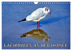 Cover-Bild zum Titel 'Lachmöwen an der Ostsee (Wandkalender 2026 DIN A4 quer), CALVENDO Monatskalender' von 'Henning von Löwis of Menar'