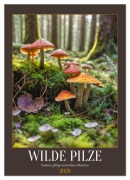 Cover-Bild zum Titel 'WILDE PILZE - Essbare, giftige und seltene Pilzarten (Wandkalender 2026 DIN A2 hoch), CALVENDO Monatskalender' von 'Mb Fotografie'