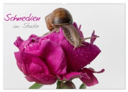 Schnecken im Studio (Wandkalender 2026 DIN A2 quer), CALVENDO Monatskalender - Claudia Kellermann