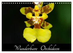 Wunderbare Orchideen (Wandkalender 2026 DIN A4 quer), CALVENDO Monatskalender - Jürgen Wöhlke