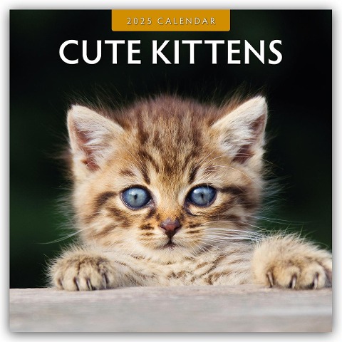 Cute Kittens - Niedliche Kätzchen 2025 - 16-Monatskalender - Robin Red