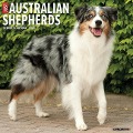 Just Australian Shepherds 2024 12 X 12 Wall Calendar - Willow Creek Press