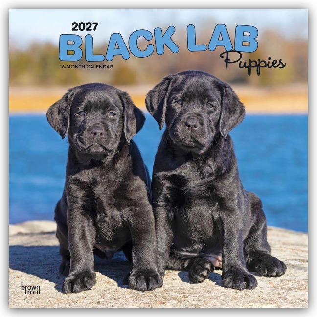 Black Labrador Retriever Puppies - Schwarze Labrador Retriever Welpen 2027 - 16-Monatskalender - Browntrout Publishers