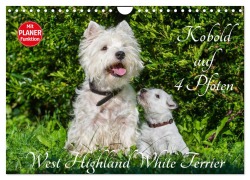 Cover-Bild zum Titel 'Kobold auf 4 Pfoten - West Highland White Terrier (Wandkalender 2026 DIN A4 quer), CALVENDO Monatskalender' von 'Sigrid Starick'