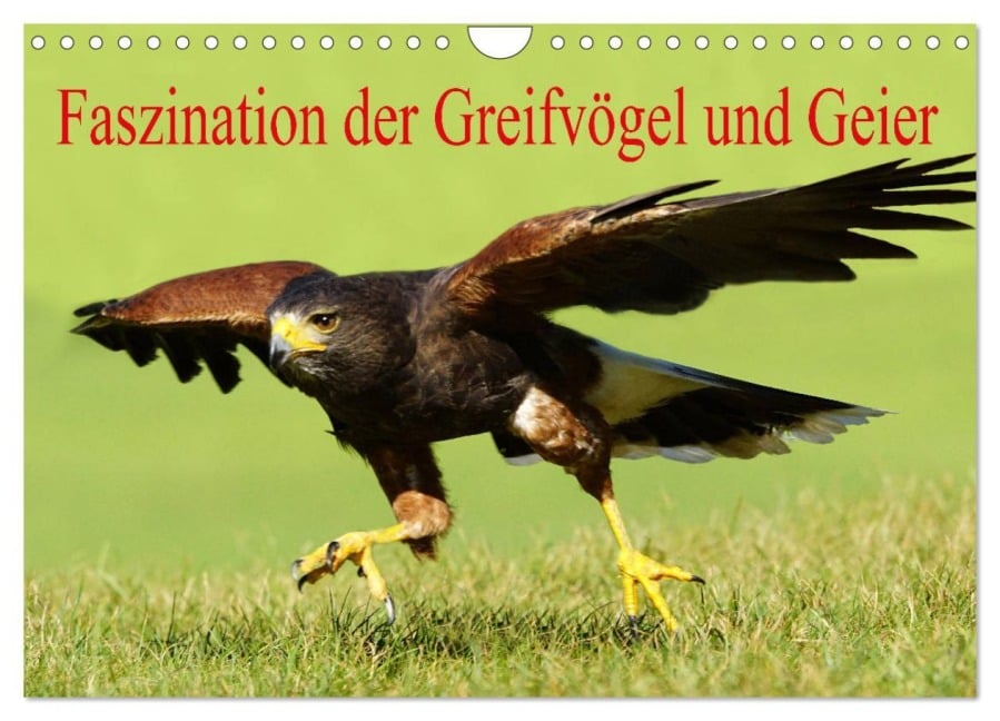 Faszination der Greifvögel und Geier (Wandkalender 2026 DIN A4 quer), CALVENDO Monatskalender - Erika Müller
