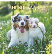 Cover-Bild zum Titel 'Hunde 2026 - Broschürenkalender 30x30 cm (30x60 geöffnet) - Kalender mit Platz für Notizen - Dogs - Bildkalender - Wandkalender - Hundekalender' von ''