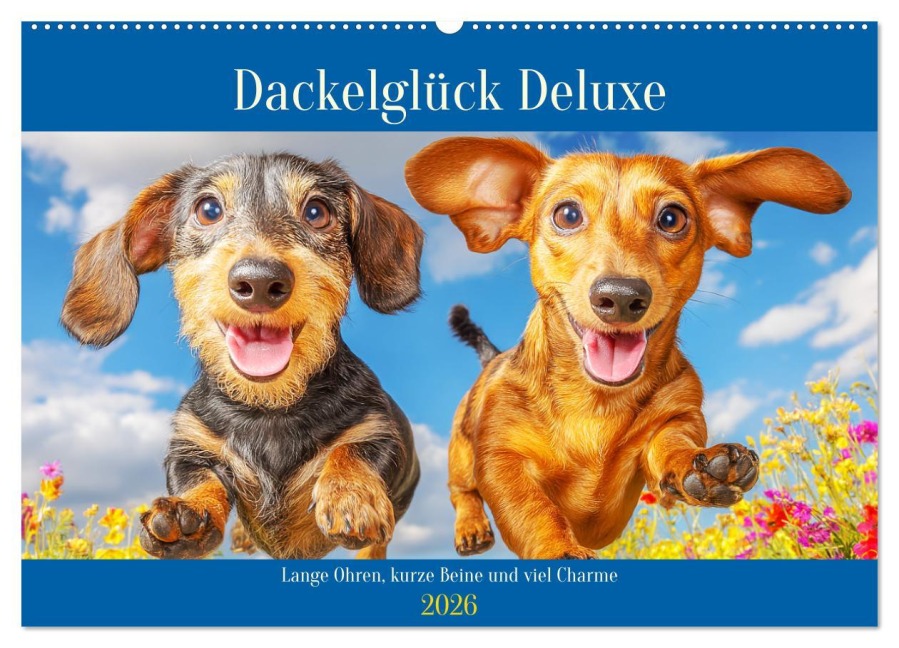 Dackelglück Deluxe. Lange Ohren, kurze Beine und viel Charme (Wandkalender 2026 DIN A2 quer), CALVENDO Monatskalender - Rose Hurley