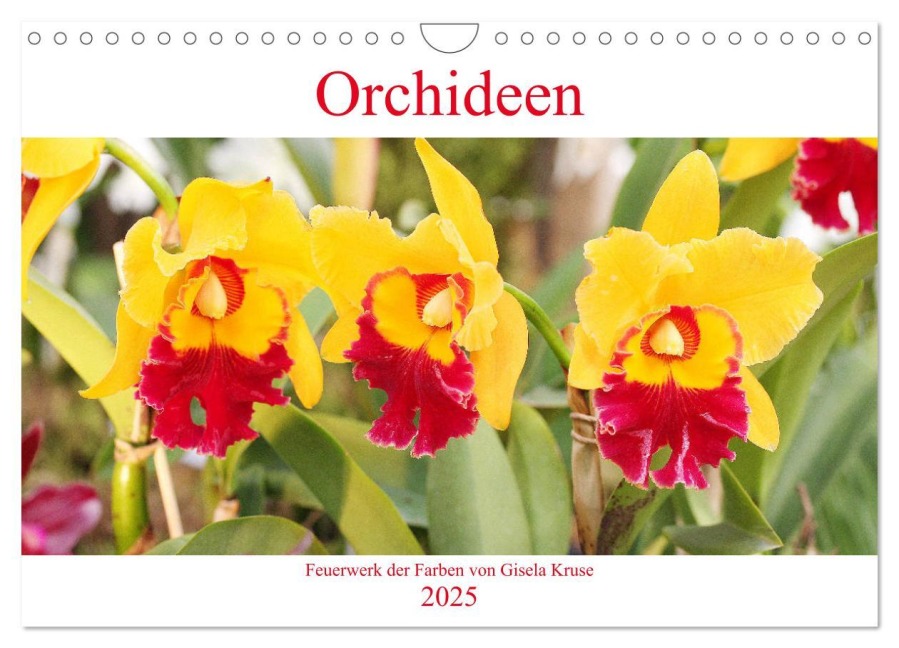 Orchideen Feuerwerk der Farben (Wandkalender 2025 DIN A4 quer), CALVENDO Monatskalender - Gisela Kruse