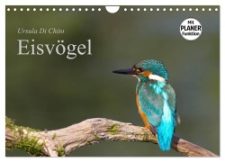 Cover-Bild zum Titel 'Eisvögel (Wandkalender 2026 DIN A4 quer), CALVENDO Monatskalender' von 'Ursula Di Chito'