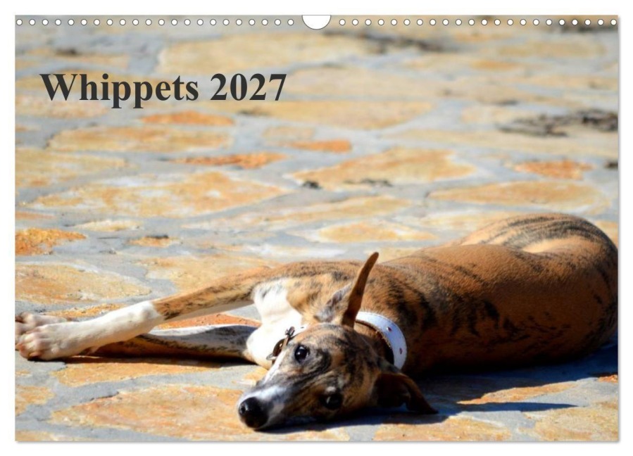 Whippet 2027 (Wandkalender 2027 DIN A3 quer), CALVENDO Monatskalender - Ula Redl