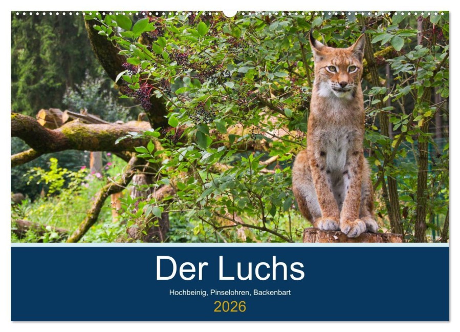 Der Luchs - Hochbeinig, Pinselohren, Backenbart (Wandkalender 2026 DIN A2 quer), CALVENDO Monatskalender - Dieter Elstner