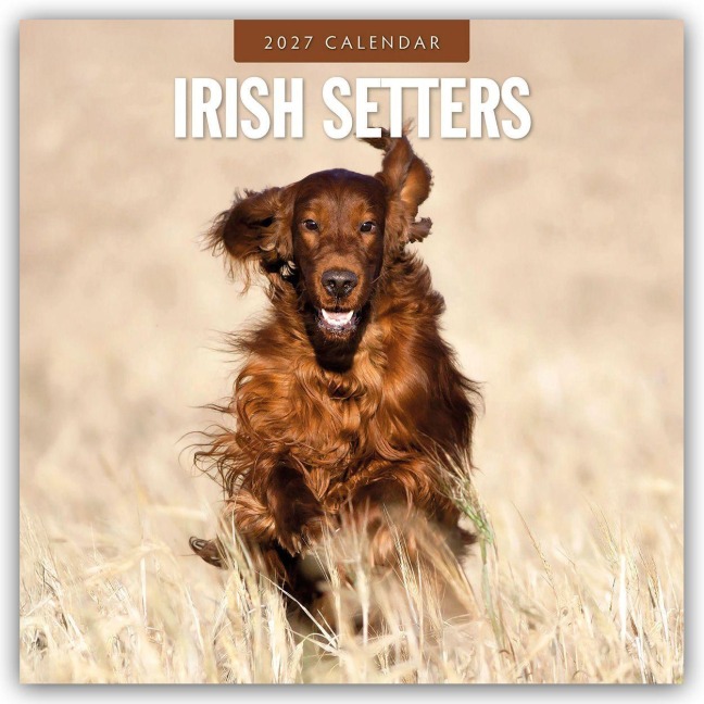 Irish Setters - Irischer Setter 2027 - 16-Monatskalender - Robin Red