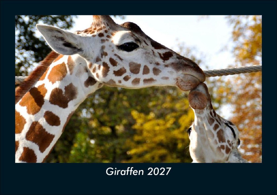 Giraffen 2027 Fotokalender DIN A5 - Tobias Schmitt, Kevin Heber