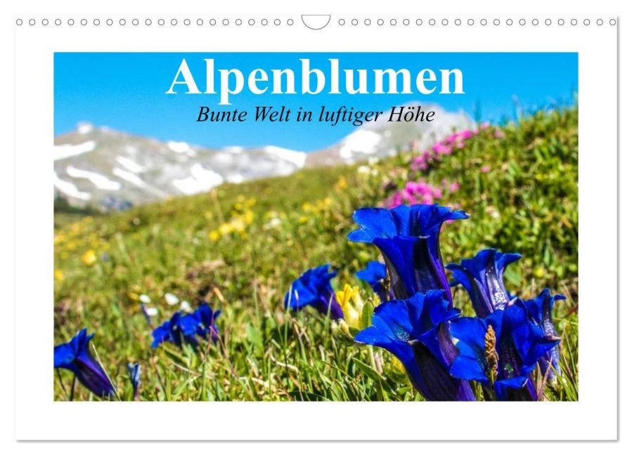 Alpenblumen. Bunte Welt in luftiger Höhe (Wandkalender 2025 DIN A3 quer), CALVENDO Monatskalender - Elisabeth Stanzer