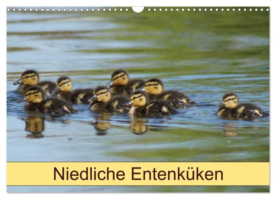 Niedliche Entenküken (Wandkalender 2026 DIN A3 quer), CALVENDO Monatskalender - Kattobello Kattobello