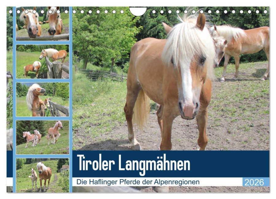 Tiroler Langmähnen (Wandkalender 2026 DIN A4 quer), CALVENDO Monatskalender - Katrin Lantzsch