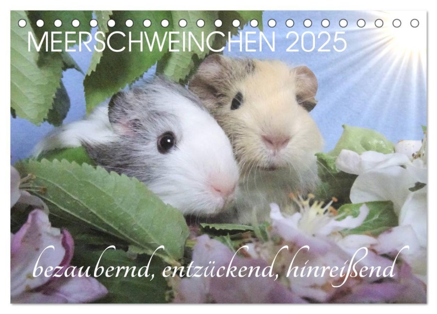 Meerschweinchen 2025 - bezaubernd, hinreißend, entzückend (Tischkalender 2025 DIN A5 quer), CALVENDO Monatskalender - Sabine Hampe-Neves