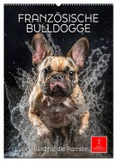 Französische Bulldogge - ein Hund für die Familie (Wandkalender 2026 DIN A2 hoch), CALVENDO Monatskalender - Peter Roder