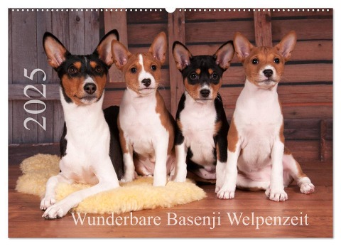 Wunderbare Basenji Welpenzeit (Wandkalender 2025 DIN A2 quer), CALVENDO Monatskalender - Angelika Joswig