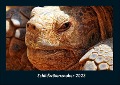 Schildkrötenzauber 2023 Fotokalender DIN A4 - Tobias Becker