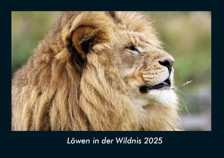 Löwen in der Wildnis 2025 Fotokalender DIN A4 - Tobias Becker