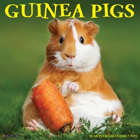 Guinea Pigs 2025 12 X 12 Wall Calendar - Willow Creek Press