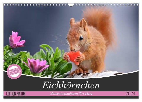 Eichhörnchen Momentaufnahmen fürs Herz (Wandkalender 2024 DIN A3 quer), CALVENDO Monatskalender - Tine Meier