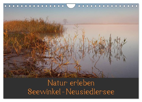 Natur erleben Seewinkel-Neusiedlersee (Wandkalender 2024 DIN A4 quer), CALVENDO Monatskalender - Johann Schörkhuber