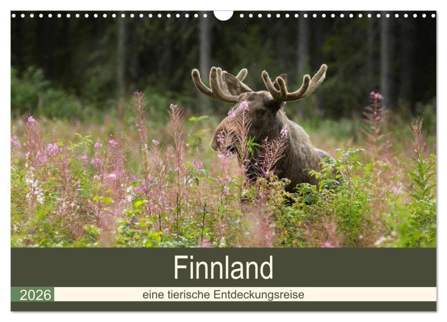 Finnland: eine tierische Entdeckungsreise (Wandkalender 2026 DIN A3 quer), CALVENDO Monatskalender - Alexandra Wünsch