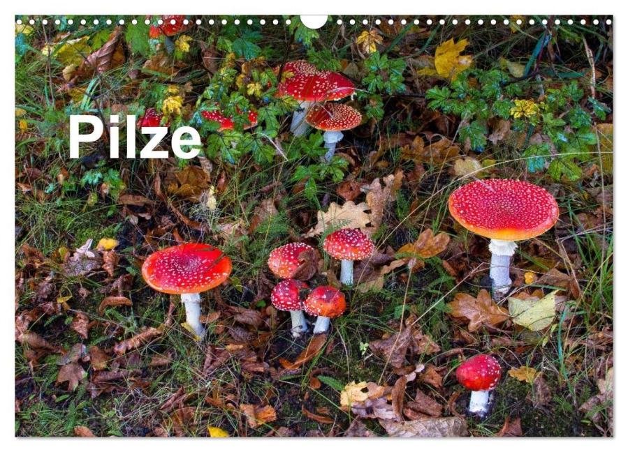 Pilze (Wandkalender 2026 DIN A3 quer), CALVENDO Monatskalender - McPHOTO Bäsemann Diehl Helwig Pum Schulz