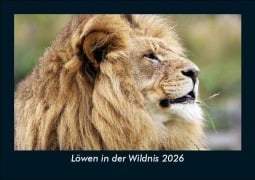 Cover-Bild zum Titel 'Löwen in der Wildnis 2026 Fotokalender DIN A5' von 'Tobias Becker'