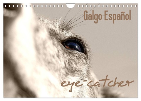 Galgo eye-catcher (Wandkalender 2025 DIN A4 quer), CALVENDO Monatskalender - Pfoten-Design Andrea Redecker