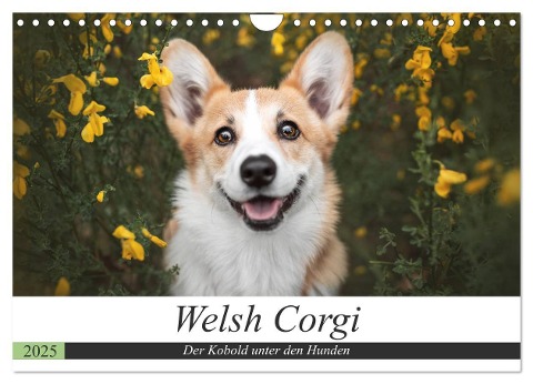 Welsh Corgi - Der Kobold unter den Hunden (Wandkalender 2025 DIN A4 quer), CALVENDO Monatskalender - Maria Ahrens