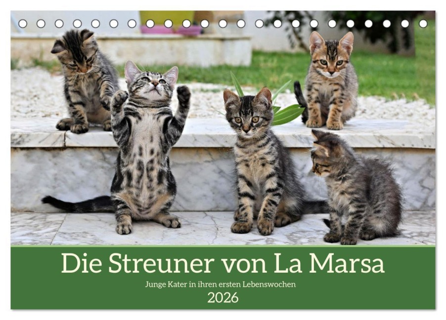 Die Streuner von La Marsa (Tischkalender 2026 DIN A5 quer), CALVENDO Monatskalender - Peter Hennrich
