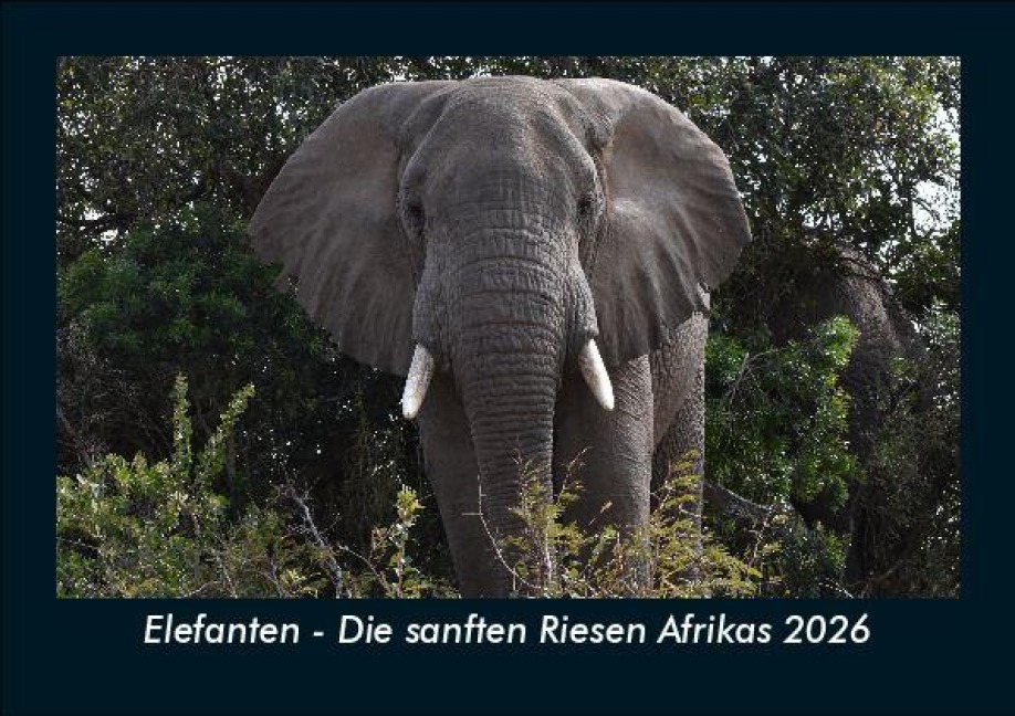 Elefanten - Die sanften Riesen Afrikas 2026 Fotokalender DIN A5 - Tobias Becker