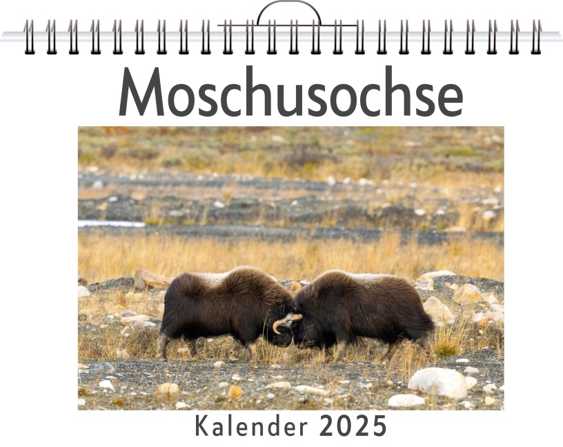 Moschusochse - Aaron Wolf