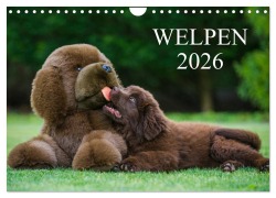 Cover-Bild zum Titel 'Welpen 2026 (Wandkalender 2026 DIN A4 quer), CALVENDO Monatskalender' von 'Sigrid Starick'