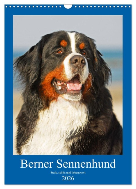 Berner Sennenhund - stark , schön und liebenswert (Wandkalender 2026 DIN A3 hoch), CALVENDO Monatskalender - Sigrid Starick