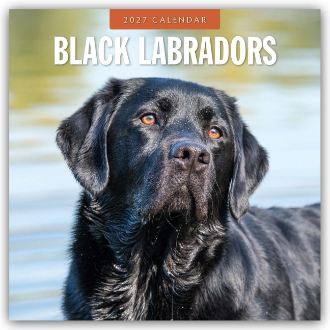 Black Labrador Retrievers - Schwarze Labrador Retriever 2027 - 16-Monatskalender - Robin Red