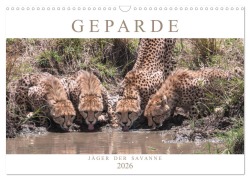 Cover-Bild zum Titel 'Geparde - Jäger der Savanne (Wandkalender 2026 DIN A3 quer), CALVENDO Monatskalender' von 'Andreas Lippmann'