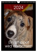 Ein Whippet wird erwachsen (Wandkalender 2024 DIN A4 hoch), CALVENDO Monatskalender - Ula Redl